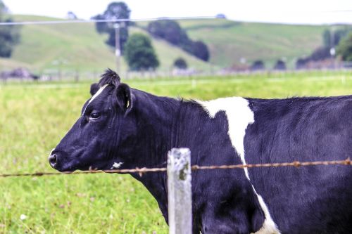 new zealand landscape cow