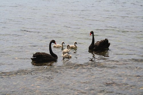 new zealand  swans