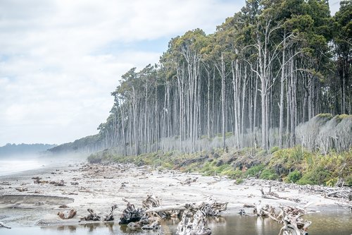 new zealand  nature  beach