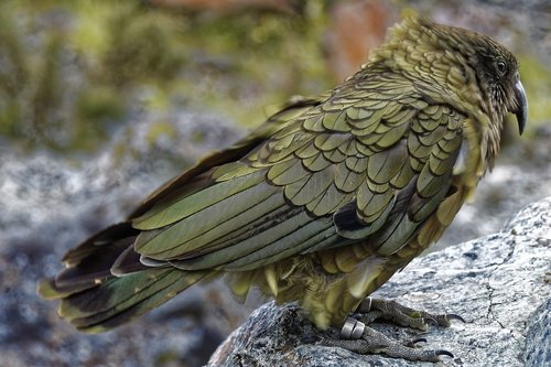 new zealand  kea  bird