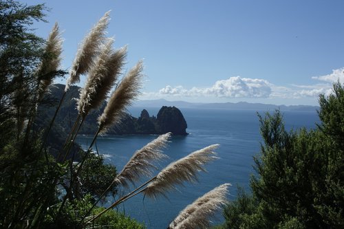 new zealand  north island  coromandel