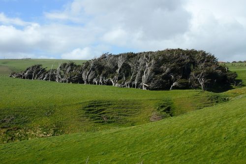 new zealand trees wind