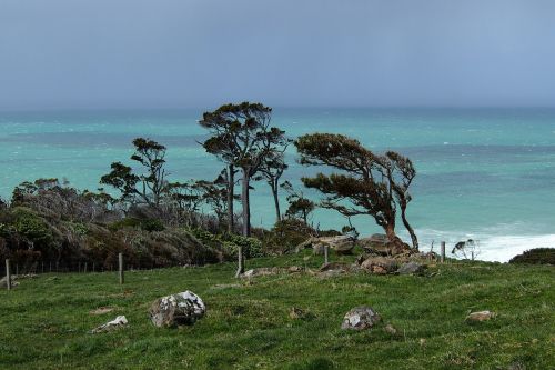 new zealand trees wind