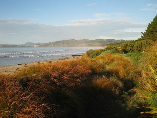 new zealand landscape plants