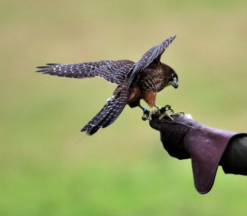 new zealand falcon falcon bird