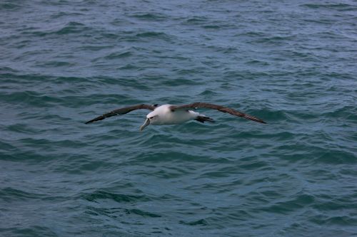new zealand royal albatross sea bird
