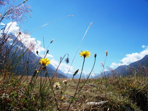 new zealand valley scenic