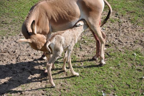 newborn hage foal