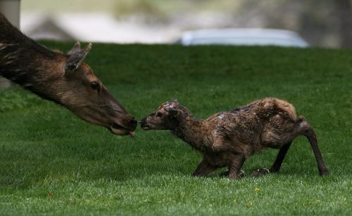 newborn elk calf