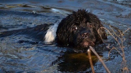 dog swimming water