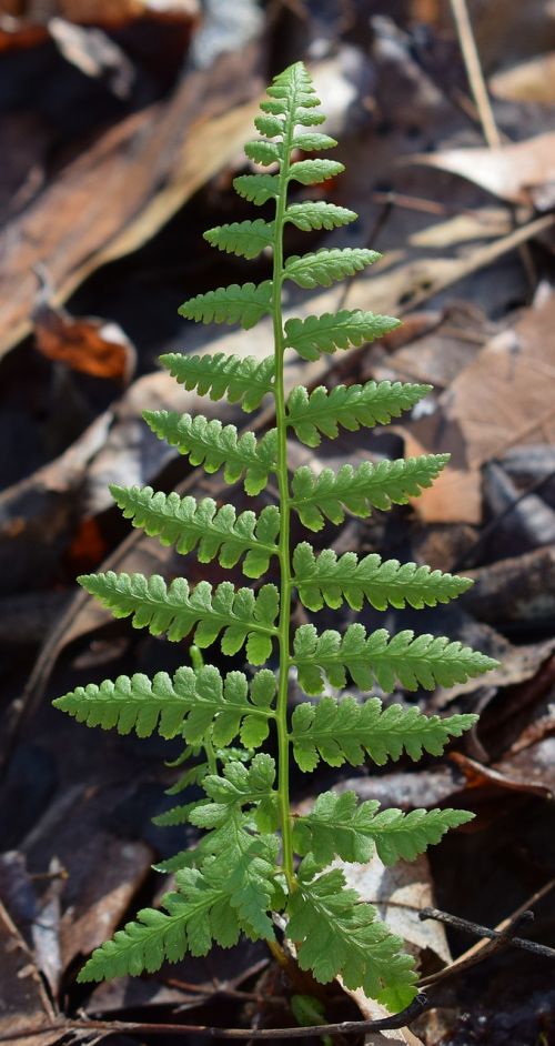 newly-emerged fern frond fern plant
