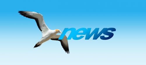 news northern gannet animal world