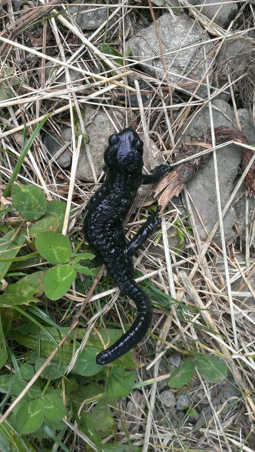 newt amphibian black