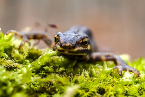 newt pond pig amphibians