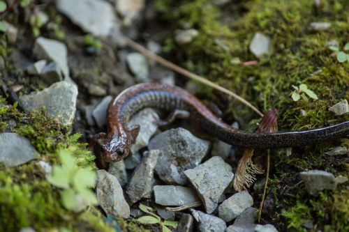 newt wildlife closeup