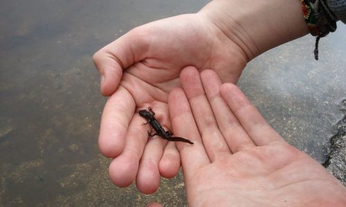 newt pond water