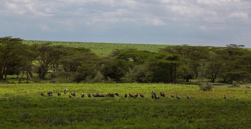 ngorongoro conservation area tanzania nature