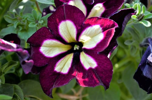 nice  flower  purple