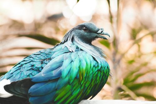 nicobar pigeon pigeon bird