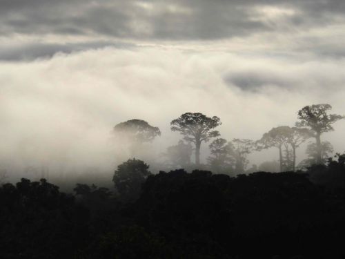 niebla morning colombia