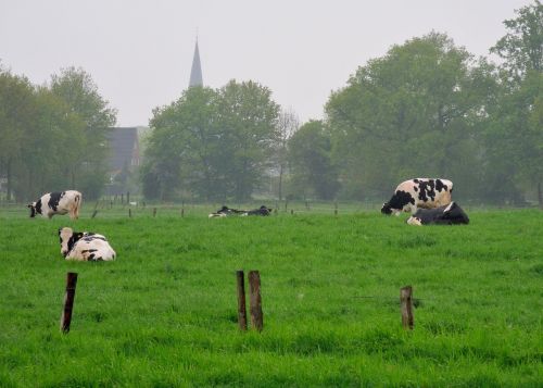 niederrhein land cows
