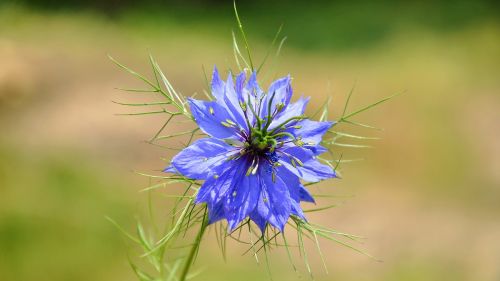nigella blue flower blue star