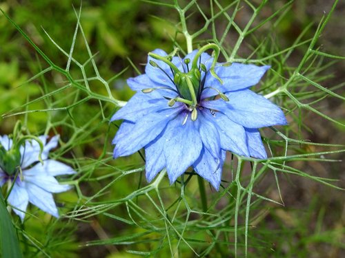 nigella  virgin in the green  black cumin