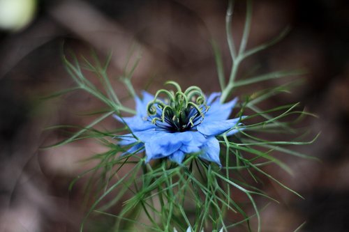 nigella damascena  juffertje in 't groen  flower