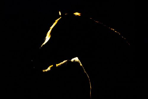 night dark horse