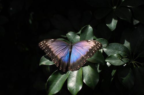 night butterfly insect