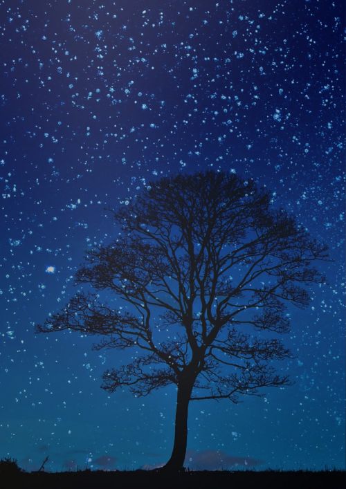 night tree night sky