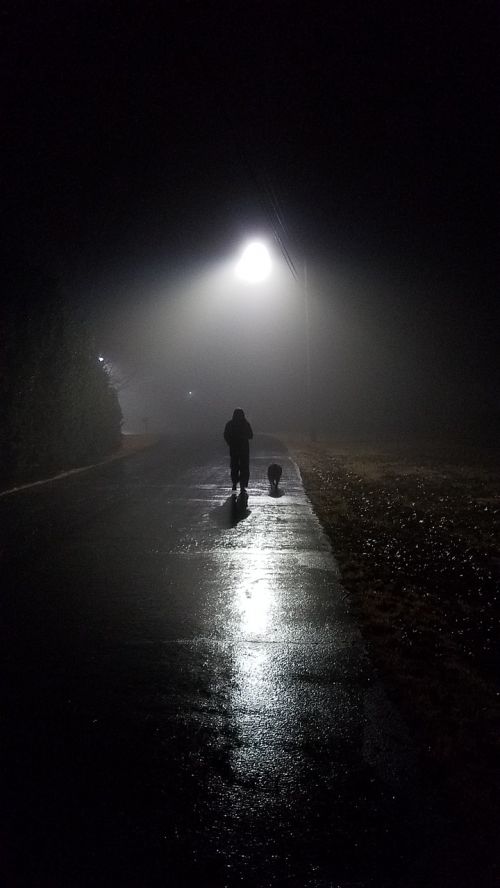 night fog dog