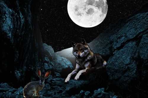 night moon wolf hare