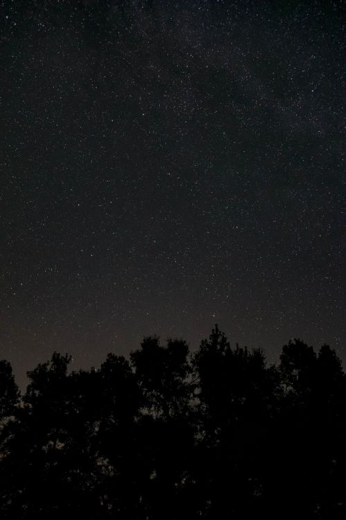 night dark trees