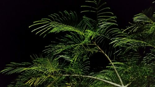 night tree leaves