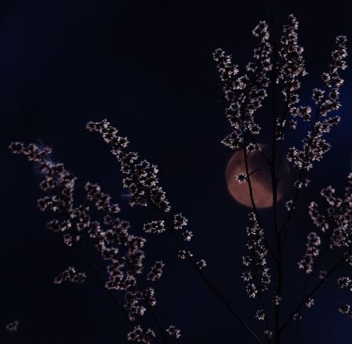 night silhouette illuminated