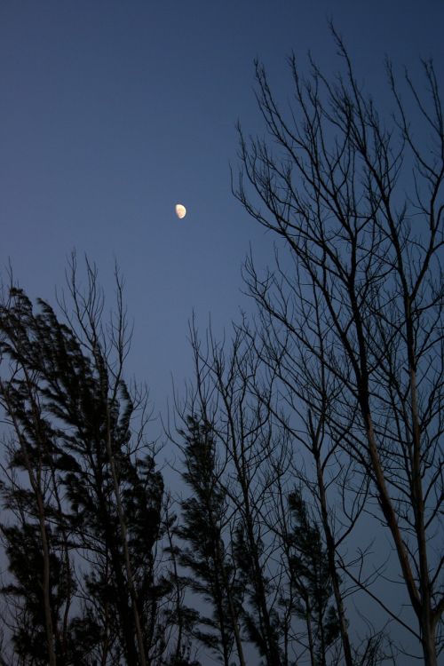 night silhouette trees