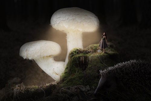night  mushroom  nature