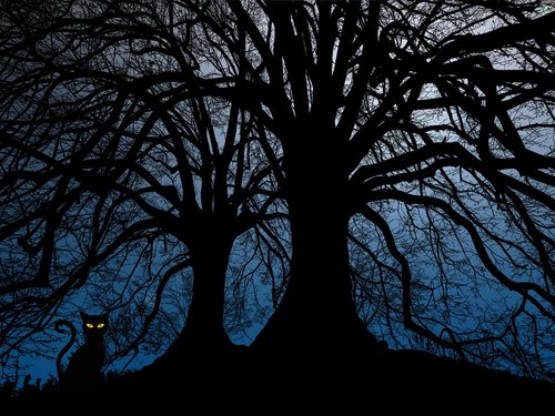 night  the night  tree