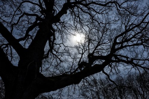 night  dark  tree