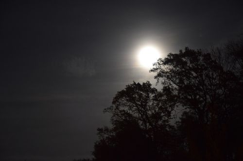 night moon trees