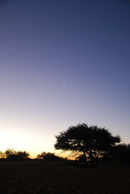 night desert kalahari