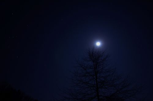 night tree sky