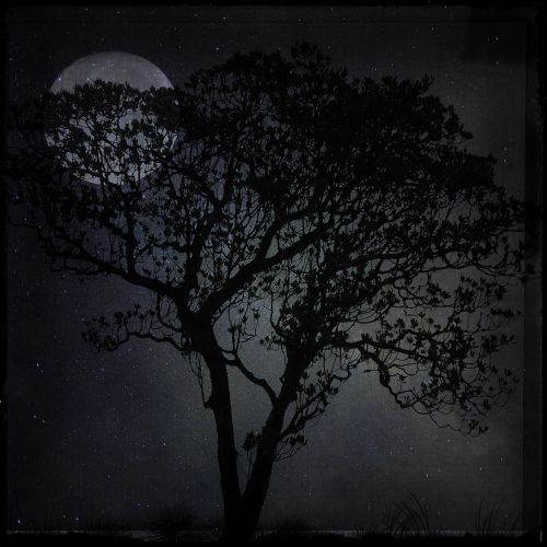 night landscape tree