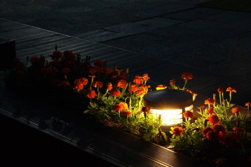 night lighting flowers