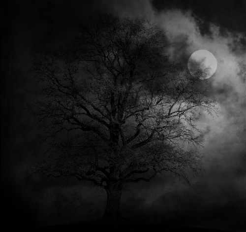 night tree moon
