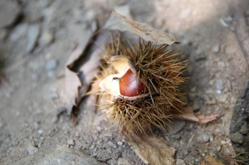 night fruit nature