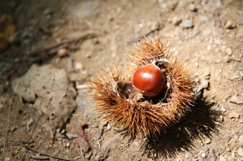 night fruit nature