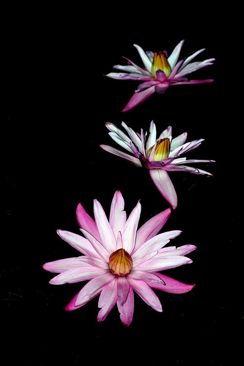 night flower  flower  lotus