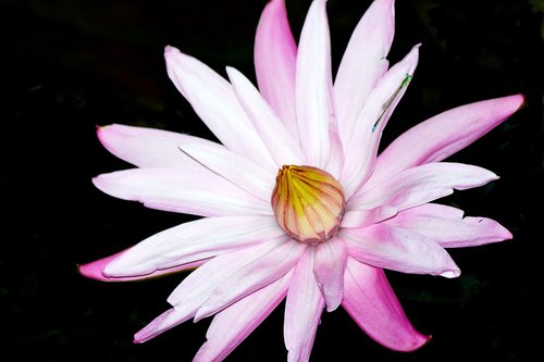 night flower  flower  lotus